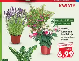 Kaufland Kufea oferta