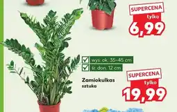 Kaufland Zamiokulkas oferta