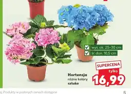 Kaufland Hortensja oferta