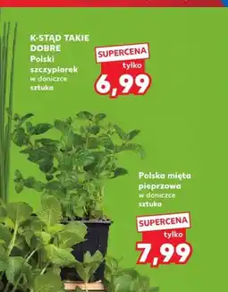 Kaufland Mięta pieprzowa w doniczce oferta
