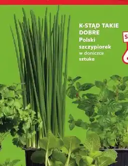 Kaufland Szczypiorek w doniczce K-Stąd Takie Dobre oferta