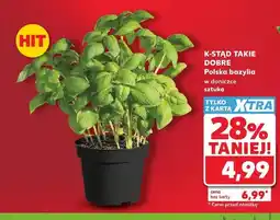 Kaufland Bazylia w doniczce K-Stąd Takie Dobre oferta