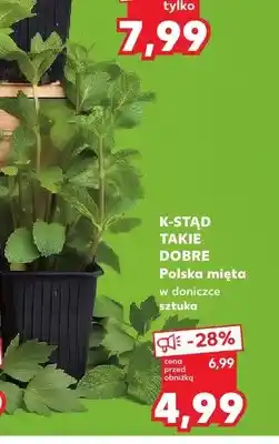 Kaufland Mięta w doniczce K-Stąd Takie Dobre oferta