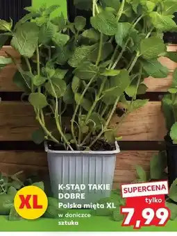 Kaufland Mięta w doniczce XL K-Stąd Takie Dobre oferta