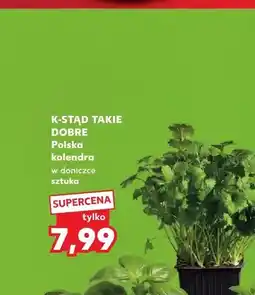 Kaufland Kolendra w doniczce K-Stąd Takie Dobre oferta