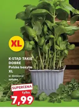 Kaufland Bazylia w doniczce XL K-Stąd Takie Dobre oferta