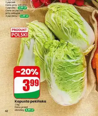 Dino Kapusta pekińska polska oferta