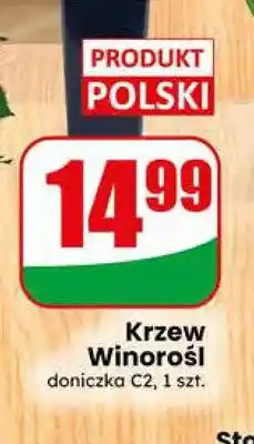 Dino Krzew Winorośl oferta