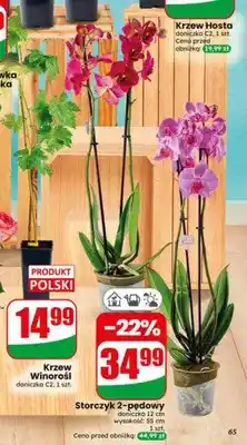 Dino Storczyk 2-pędowy oferta