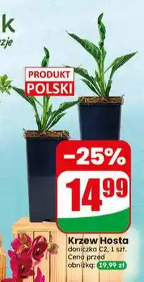 Dino Krzew Hosta oferta