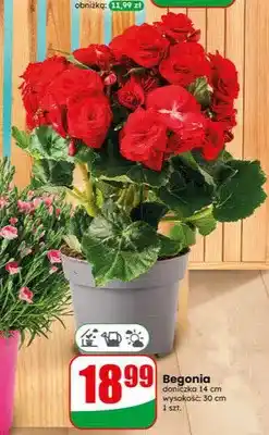 Dino Begonia oferta
