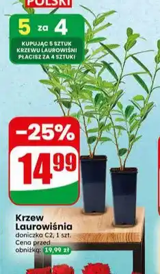 Dino Krzew Laurowiśnia oferta