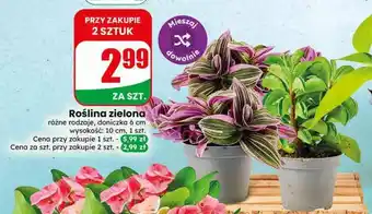 Dino Roślina zielona oferta