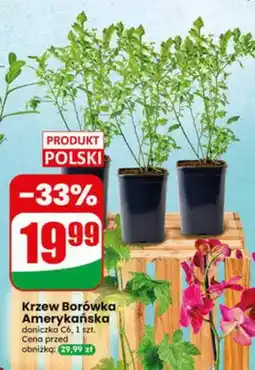Dino Krzew Borówka Amerykańska oferta