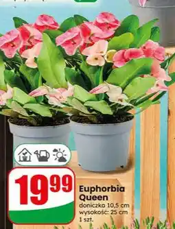 Dino Euphorbia Queen oferta