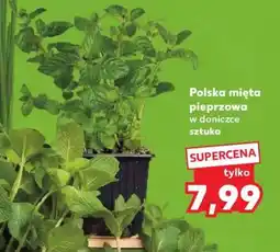 Kaufland Polska mięta pieprzowa w doniczce oferta