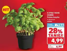 Kaufland Polska bazylia w doniczce oferta