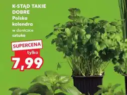 Kaufland Polska kolendra w doniczce oferta