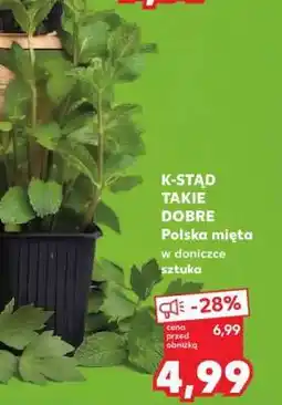 Kaufland Polska mięta w doniczce oferta