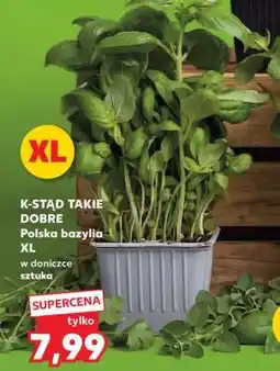 Kaufland Polska bazylia XL oferta
