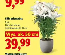 Lidl Lilia orientalna biała oferta