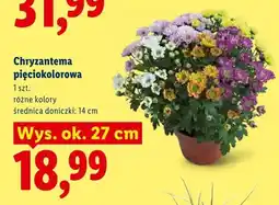 Lidl Chryzantema pięciokolorowa oferta