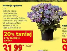 Lidl Hortensja ogrodowa niebieska oferta