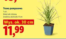 Lidl Trawa pampasowa biała oferta