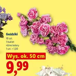 Lidl Goździki bukiet 10-pak oferta
