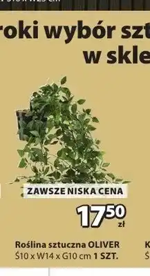 JYSK Roślina sztuczna OLIVER oferta
