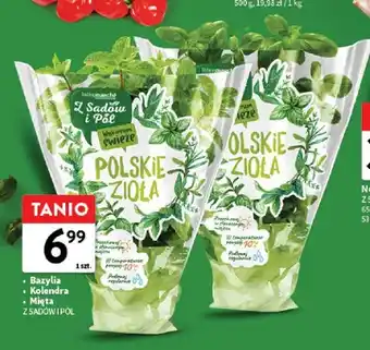 Intermarche Bazylia Z Sadów i Pól oferta