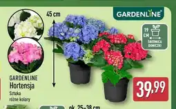 ALDI Hortensja GARDENLINE oferta
