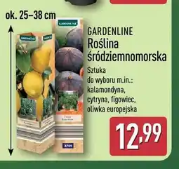 ALDI Roślina śródziemnomorska GARDENLINE oferta