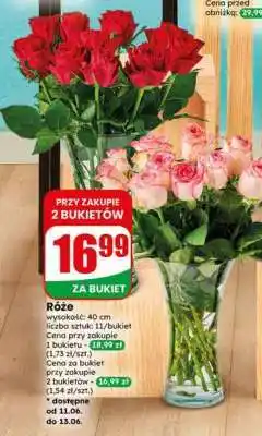 Dino Róże oferta