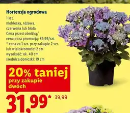Lidl Hortensja ogrodowa biała oferta