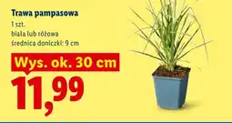 Lidl Trawa pampasowa różowa oferta