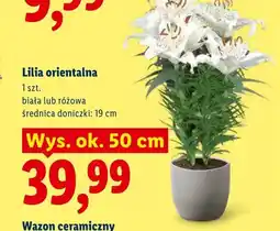 Lidl Lilia orientalna różowa oferta