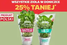Netto Z Zieleniaka Wszystkie zioła w doniczce oferta