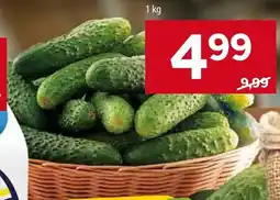 Stokrotka Ogórki gruntowe oferta