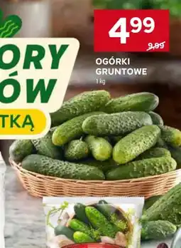 Stokrotka Ogórki gruntowe oferta