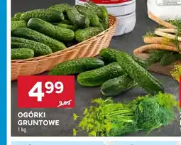 Stokrotka Ogórki gruntowe oferta