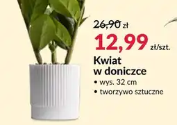 Agata Meble Roślina doniczkowa oferta