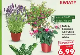 Kaufland Fuksja oferta