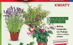 Kaufland Lawenda oferta