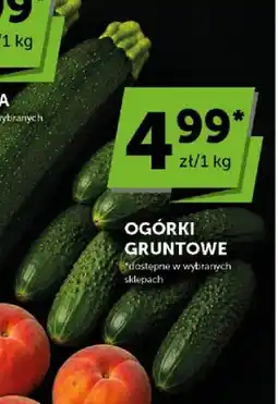 ABC Ogórki gruntowe oferta
