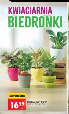 Biedronka Roślina Easy Care średnica doniczki 11 cm oferta