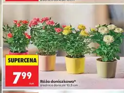 Biedronka Róża doniczkowa średnica doniczki 10,5 cm oferta