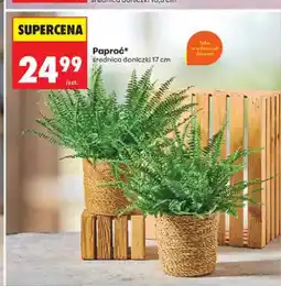 Biedronka Paproć średnica doniczki 17 cm oferta