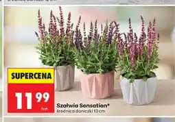 Biedronka Szałwia Sensation średnica doniczki 13 cm oferta