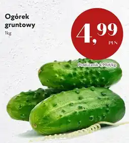 Market Point Ogórek gruntowy oferta